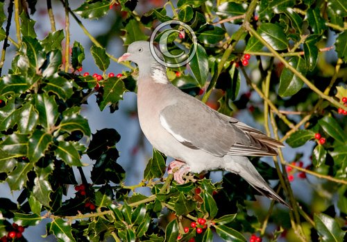 Woodpigeon in a Holly Bush DM0825